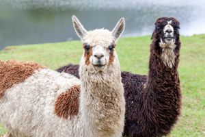 Portobello Resort </br> Dia do Trabalhador