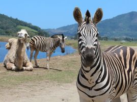 	Portobello Resort Páscoa + Últimas Disponibilidades!